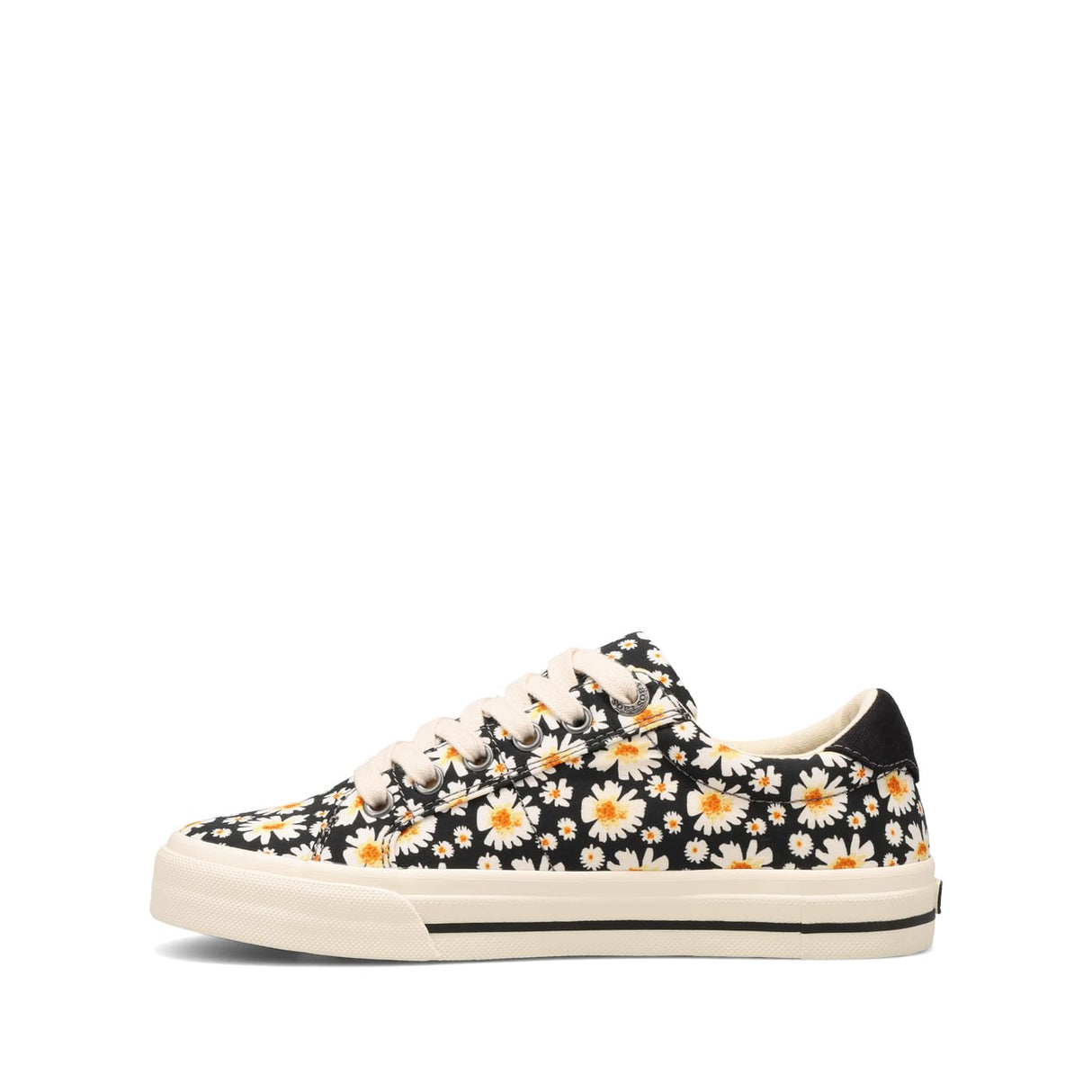 Black Daisy